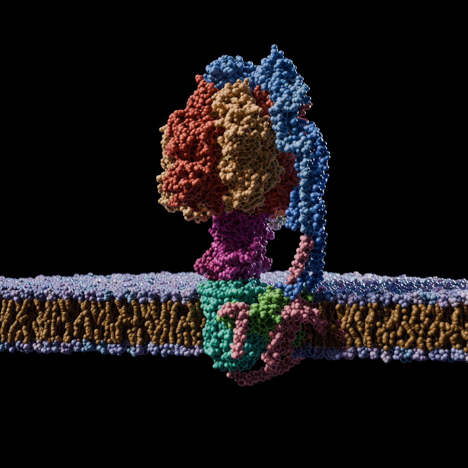 A cutaway of the ATP synthase rotor in a membrane