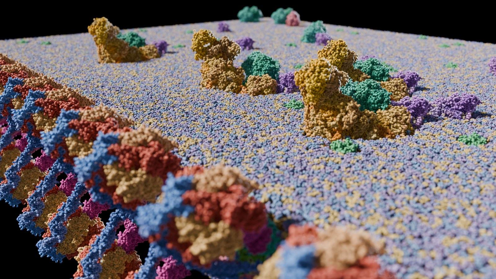 An atomic-scale model of a mitochondrial membrane studded with respiratory-chain protein complexes